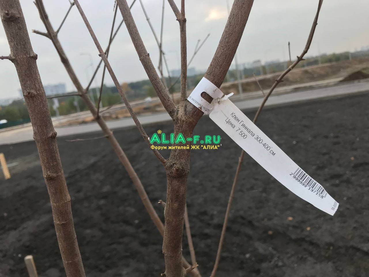 Тушино 2018 ЦБ дерево цена.jpg