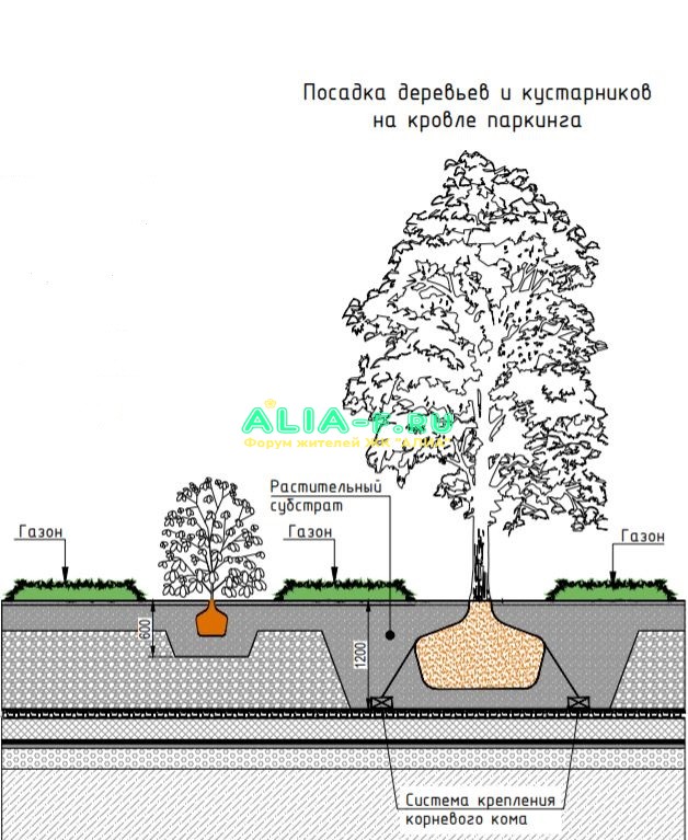АЛИА 1 очередь благоустройство посадка деревьев.JPG